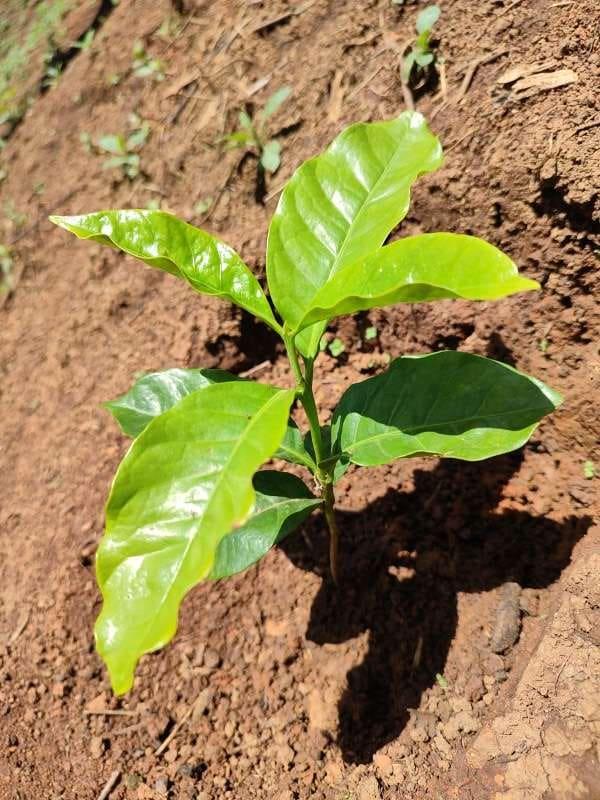 tree image