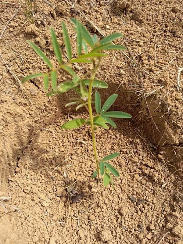 tree image