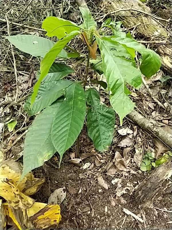 tree image