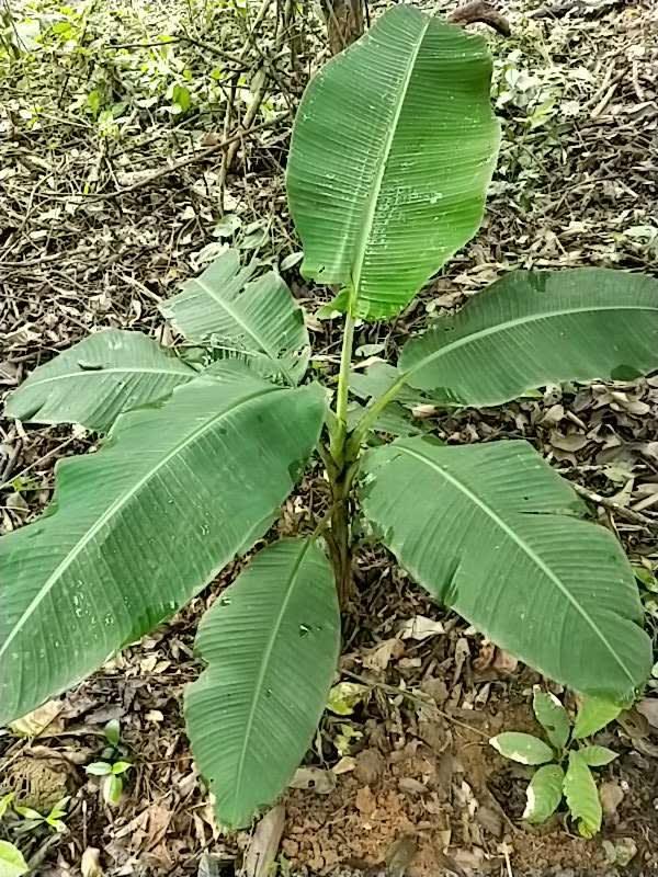 tree image
