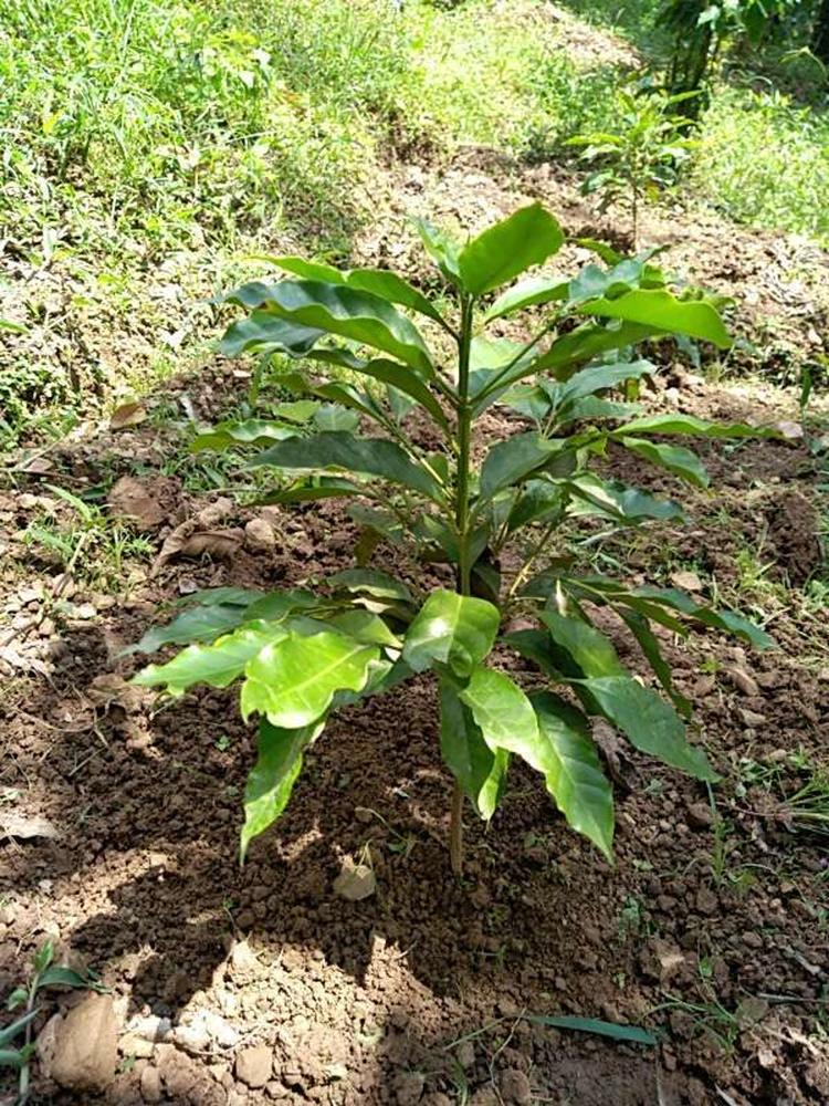 tree image