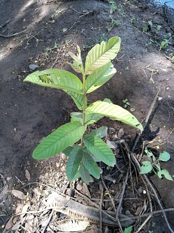 tree image
