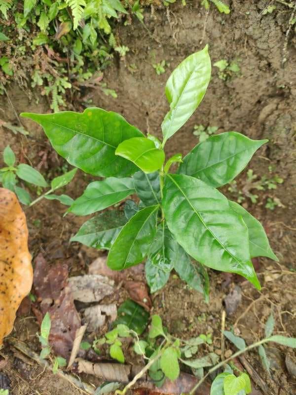 tree image