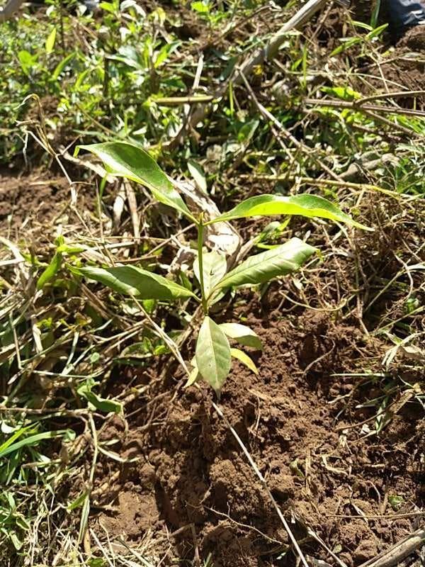 tree image