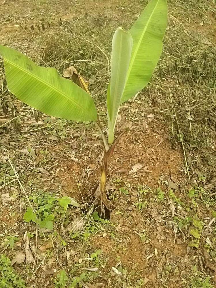 tree image