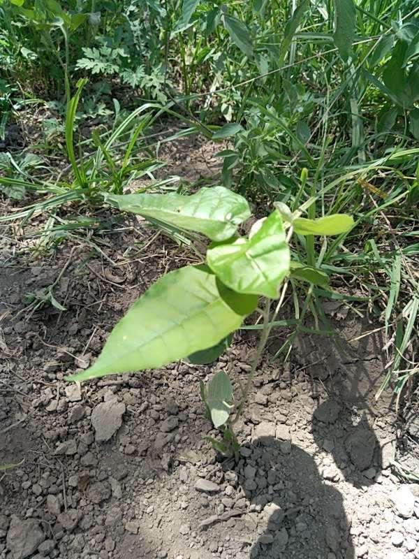 tree image