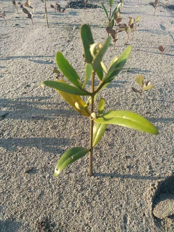 tree image