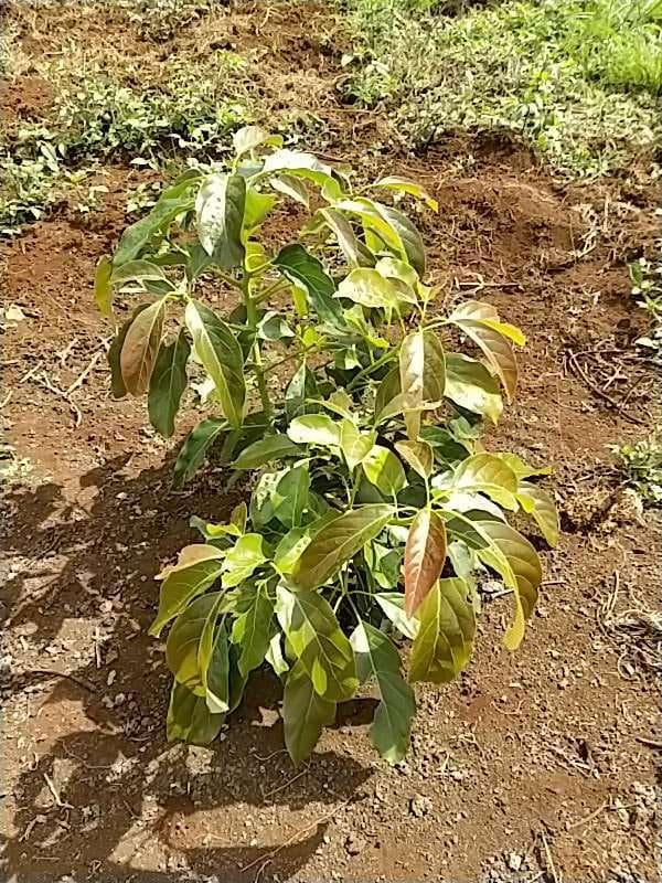 tree image