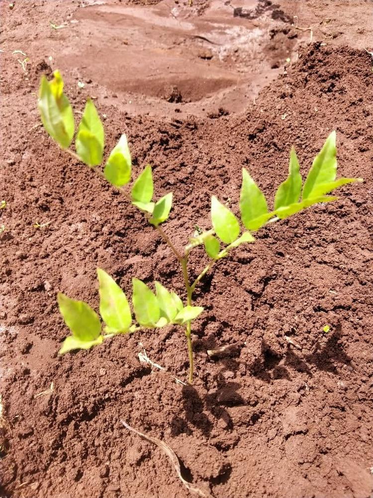 tree image