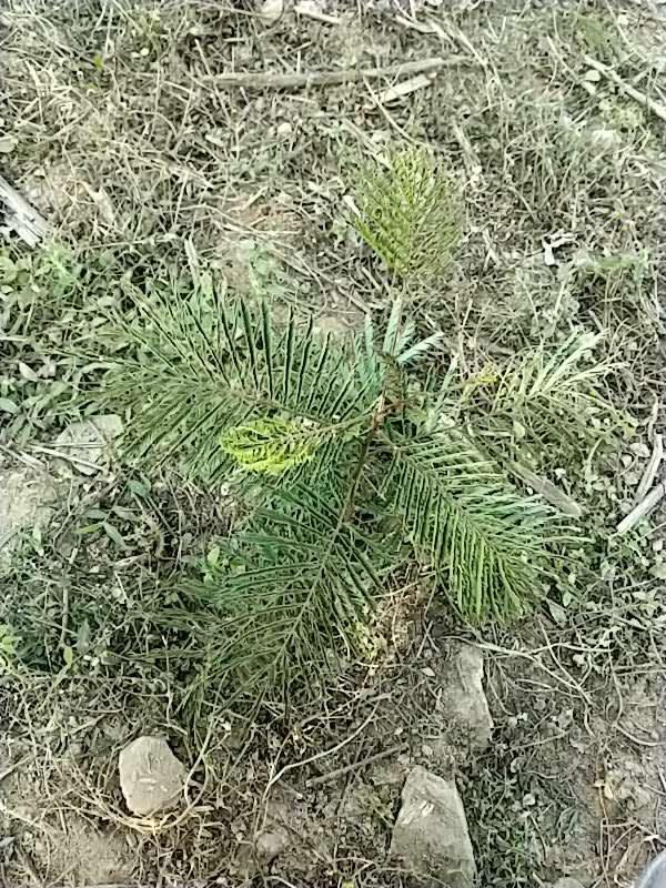 tree image