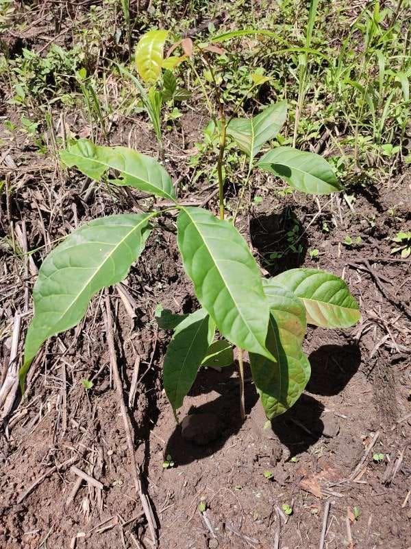 tree image
