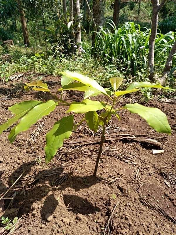 tree image