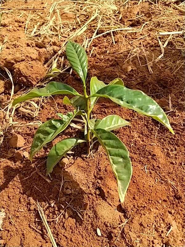 tree image