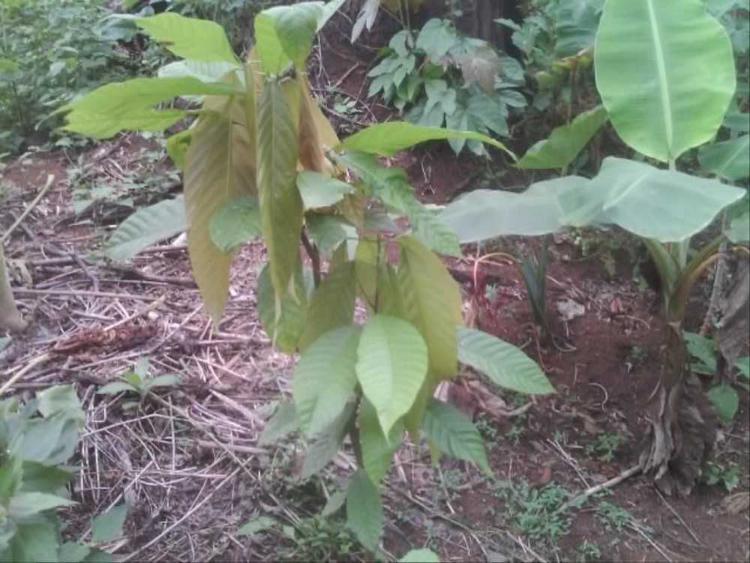 tree image