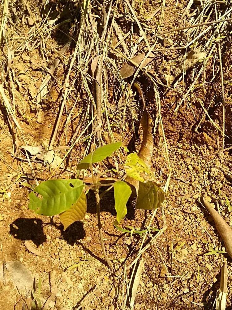tree image