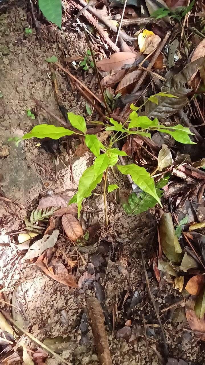 tree image
