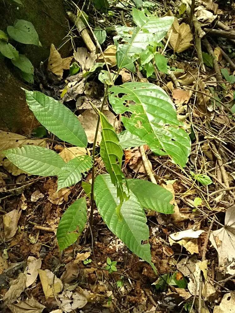 tree image