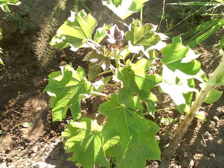 tree image