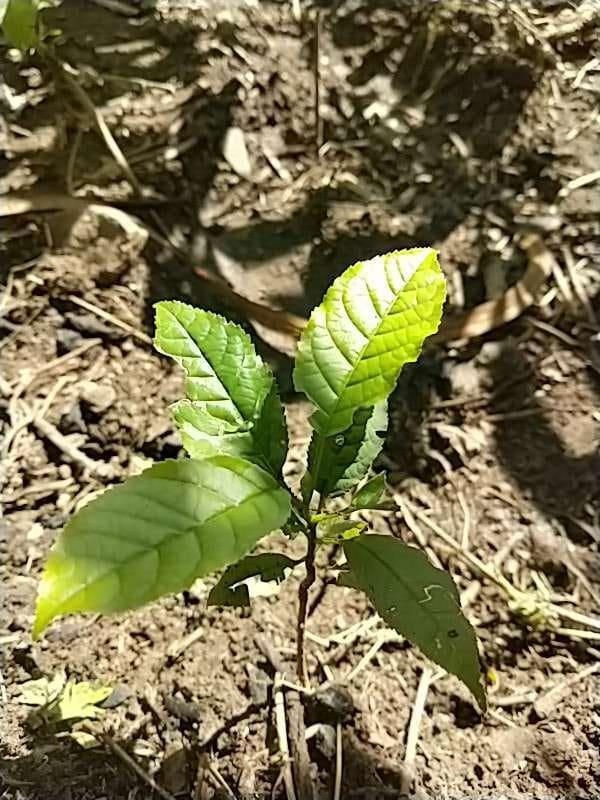 tree image
