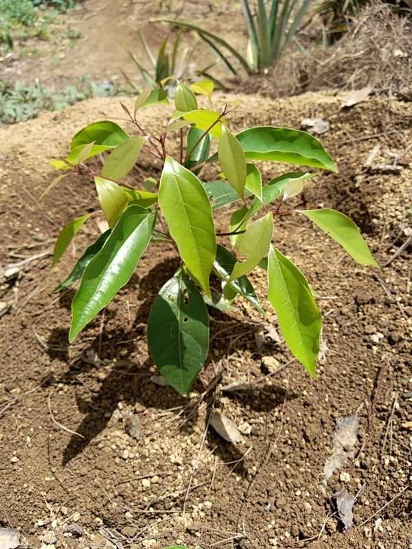 tree image