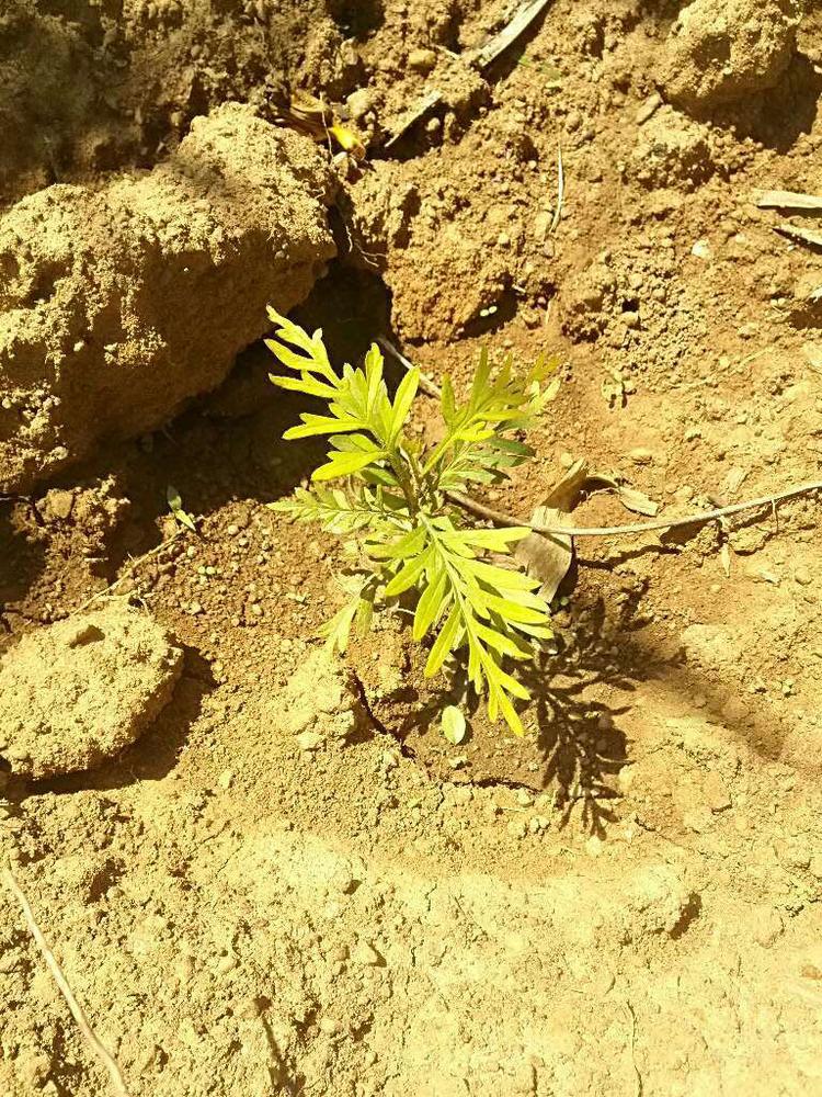 tree image