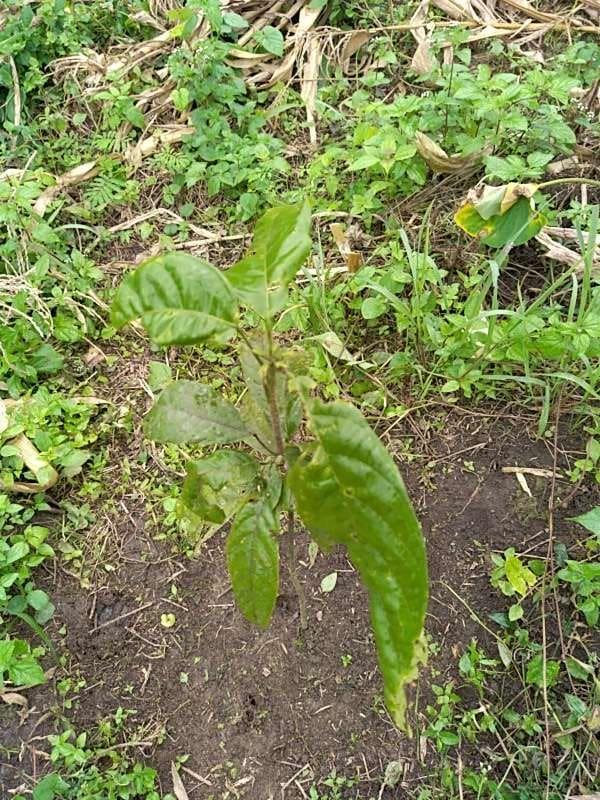 tree image
