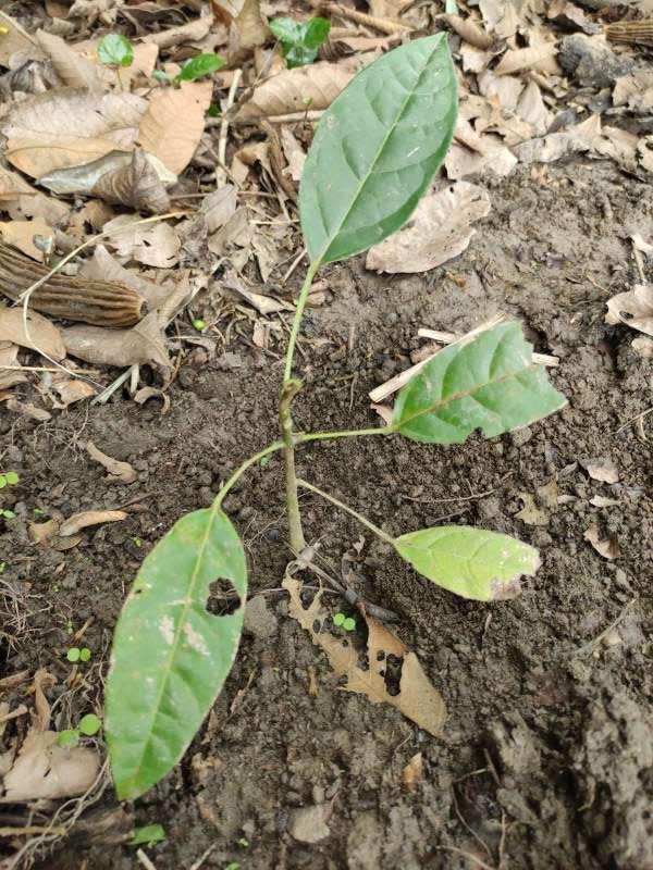 tree image