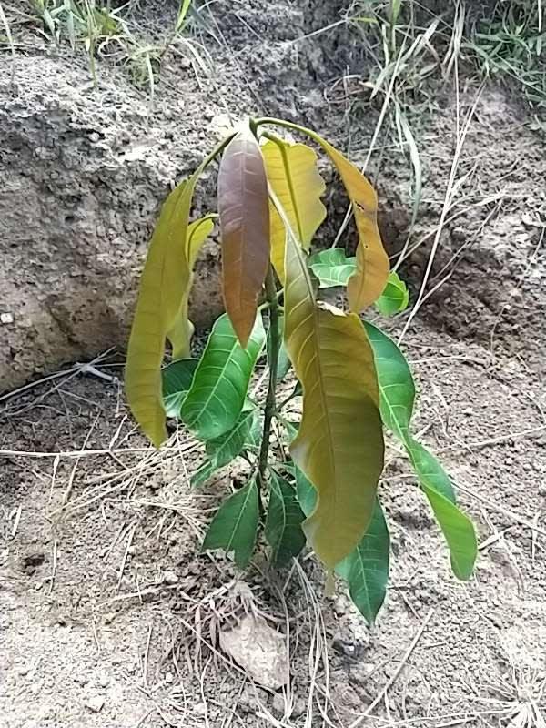 tree image
