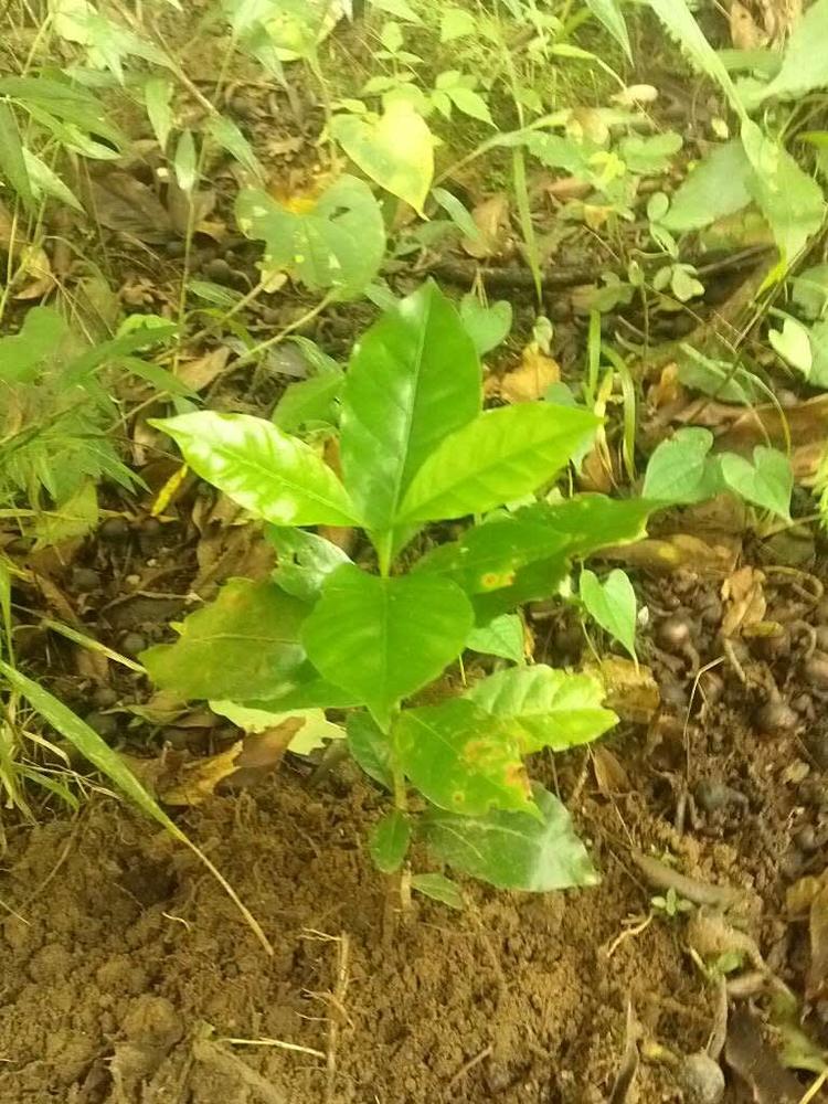 tree image