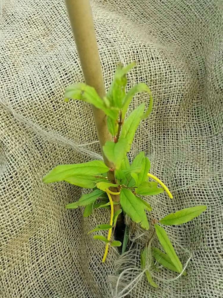 tree image