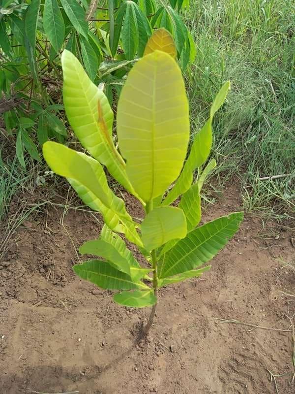 tree image