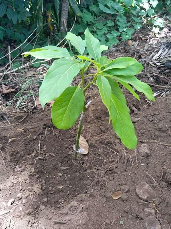 tree image