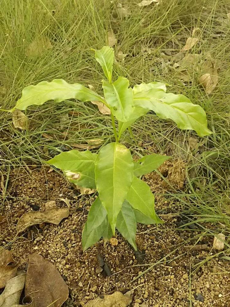 tree image