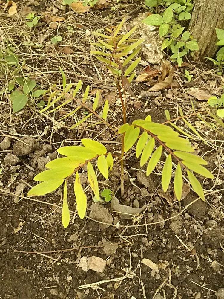 tree image