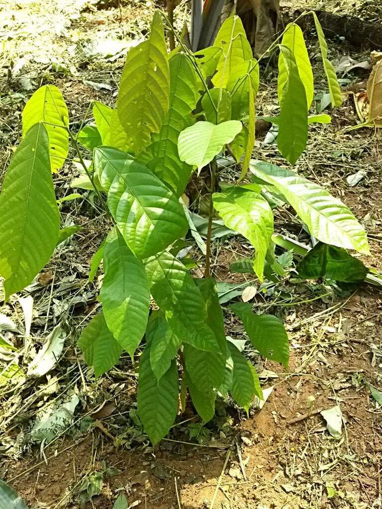 tree image