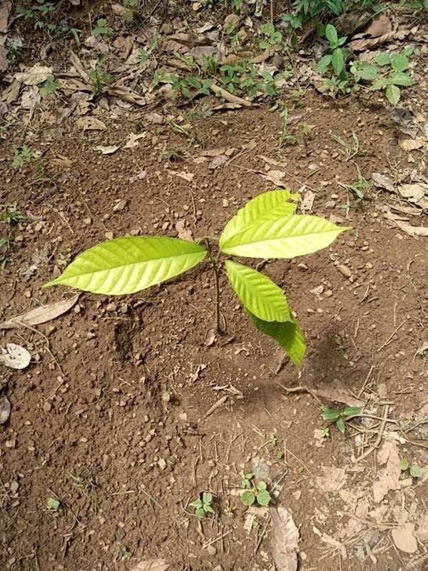 tree image