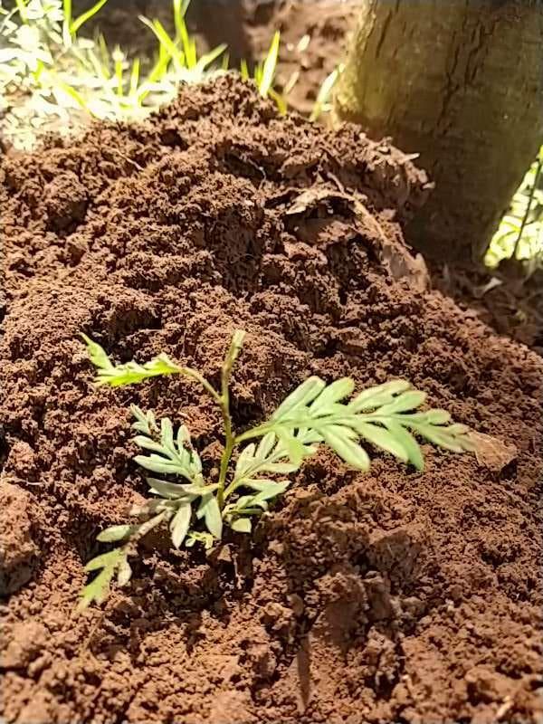 tree image