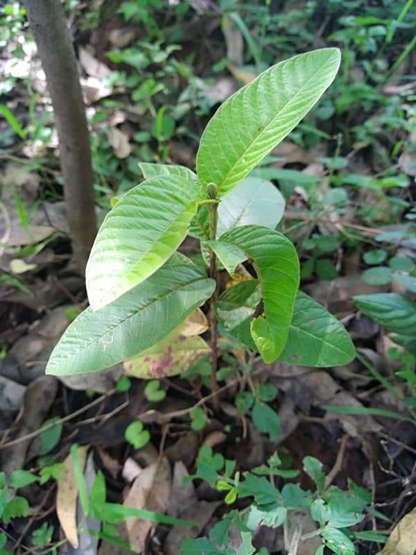 tree image