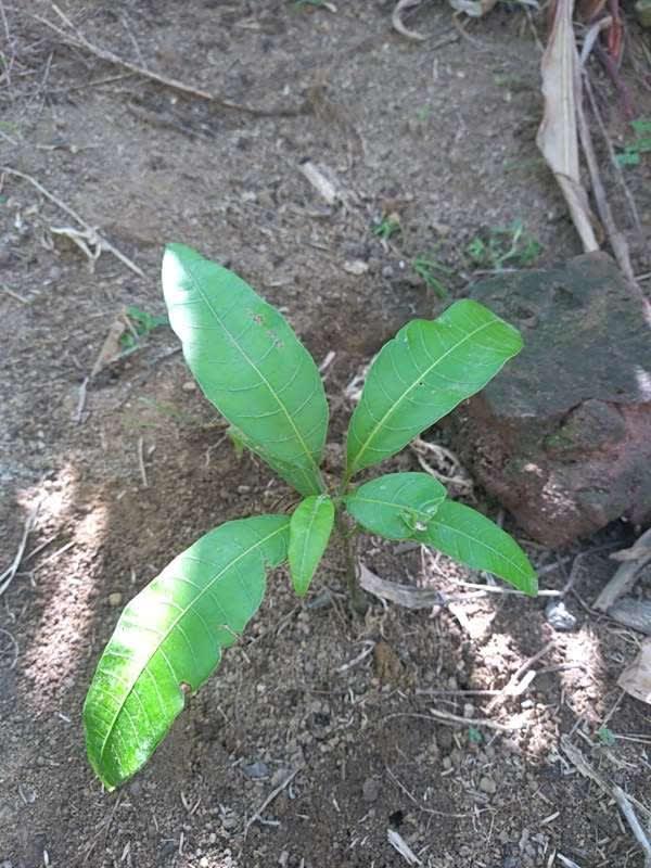 tree image