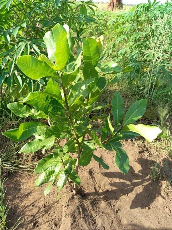 tree image