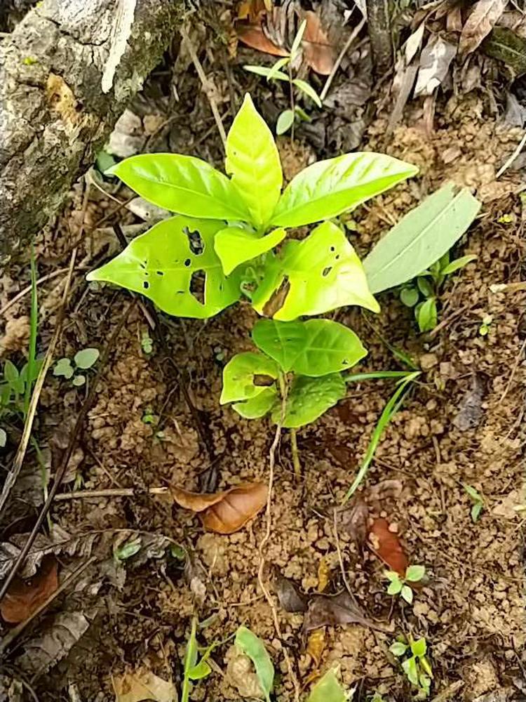 tree image