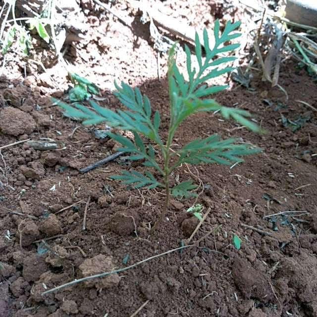 tree image