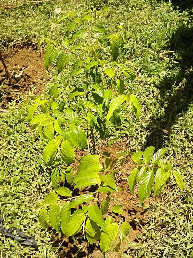 tree image