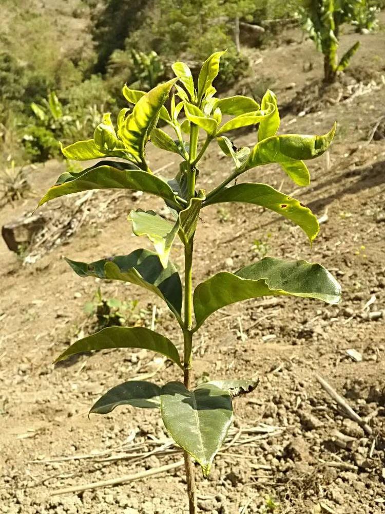 tree image