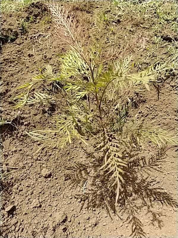 tree image