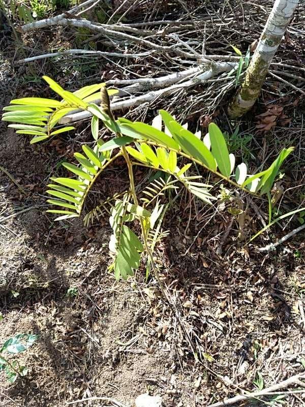 tree image