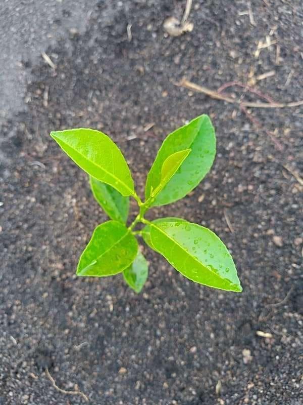 tree image
