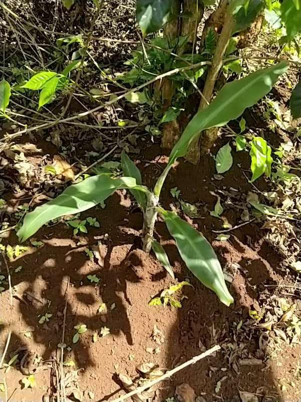 tree image