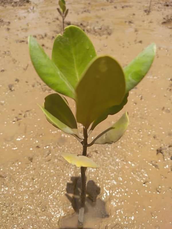 tree image
