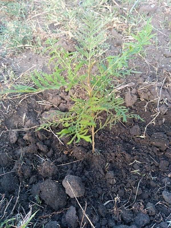 tree image